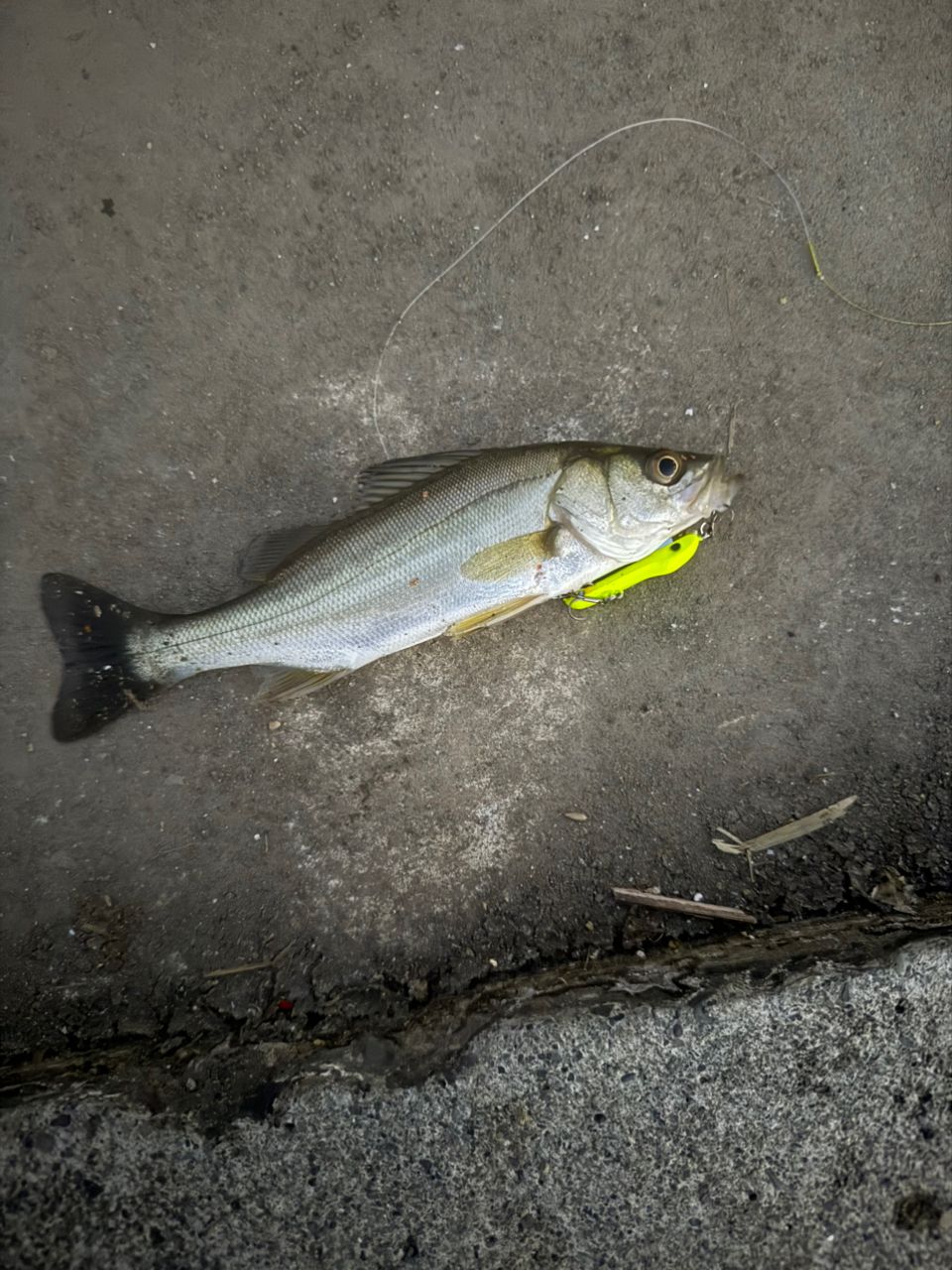 セイゴ（ヒラスズキ）