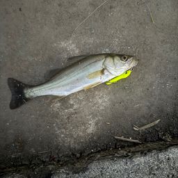 セイゴ（ヒラスズキ）