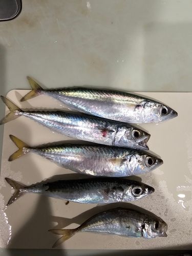 サバの釣果