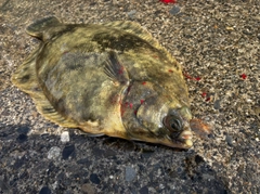 クロガシラガレイの釣果