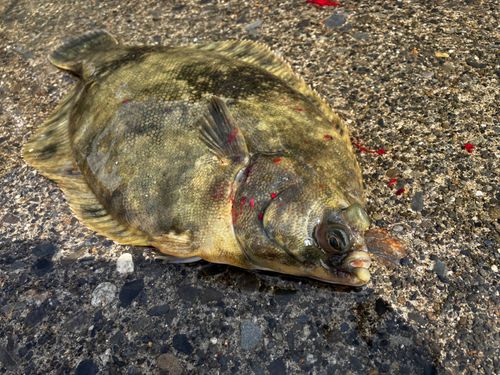 クロガシラガレイの釣果