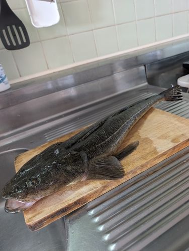 マゴチの釣果
