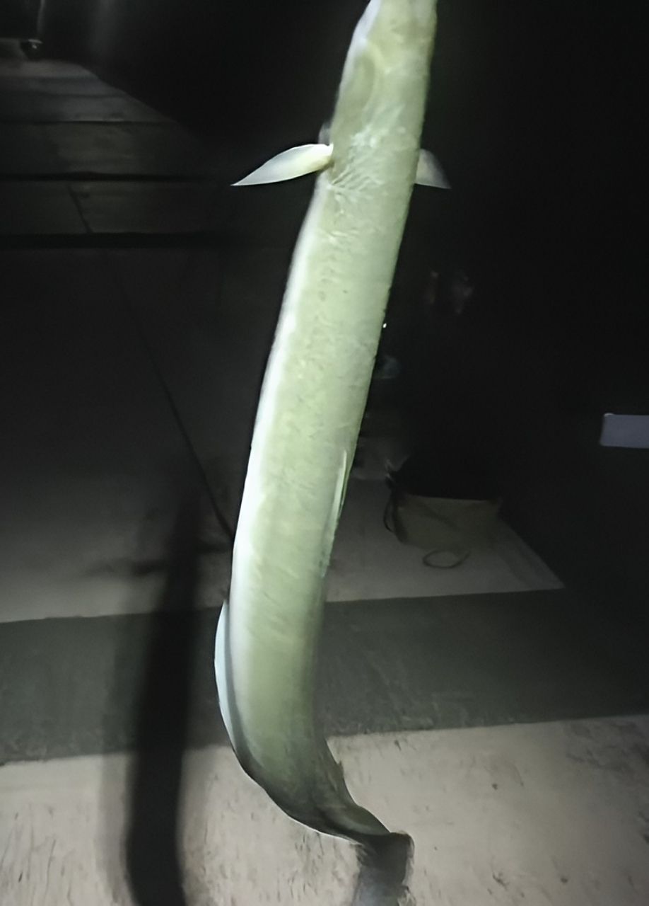 ウナギ