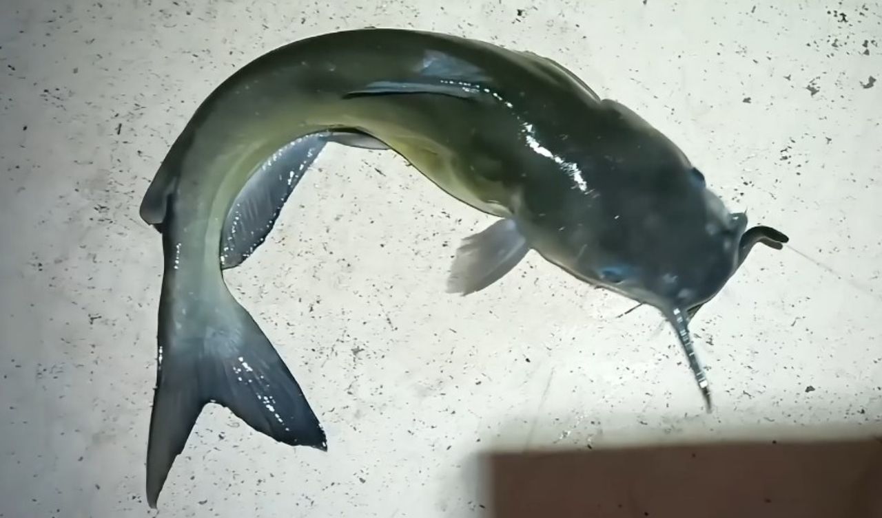 ウナギ