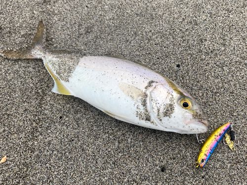 ショゴの釣果