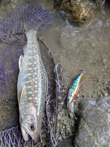 イワナの釣果