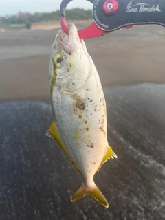 ショゴの釣果