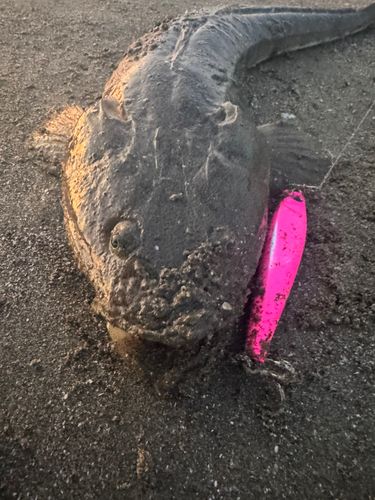 マゴチの釣果