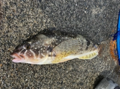 クジメの釣果