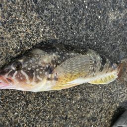 クジメ