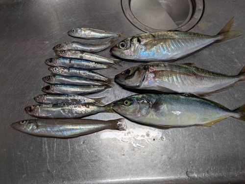 アジの釣果