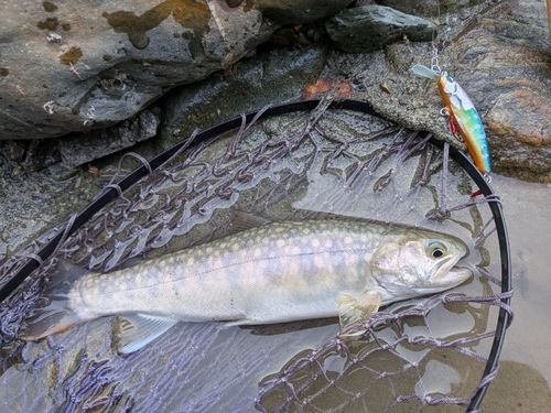 イワナの釣果