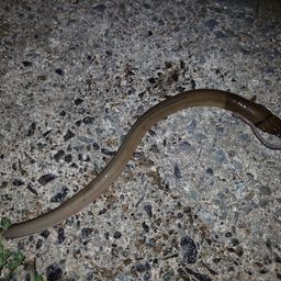 ウナギ