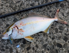 ネリゴの釣果