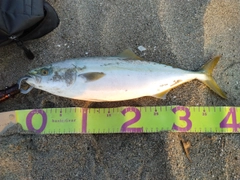 イナダの釣果