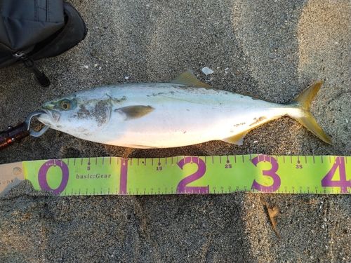 イナダの釣果