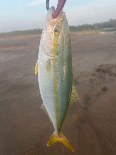 ワカシ