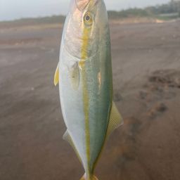 ワカシ