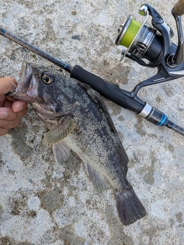 クロソイの釣果