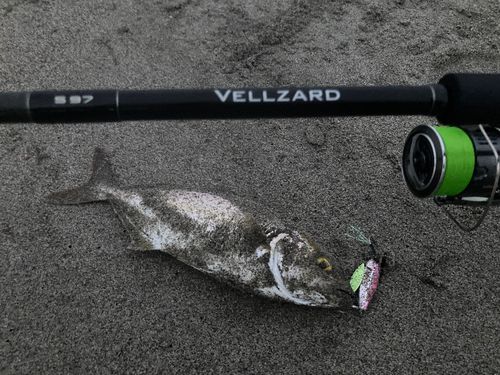 ショゴの釣果