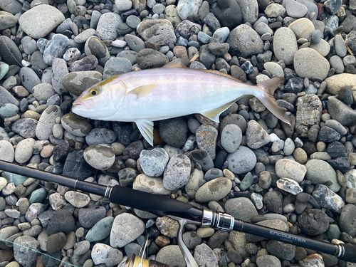 ネイリの釣果