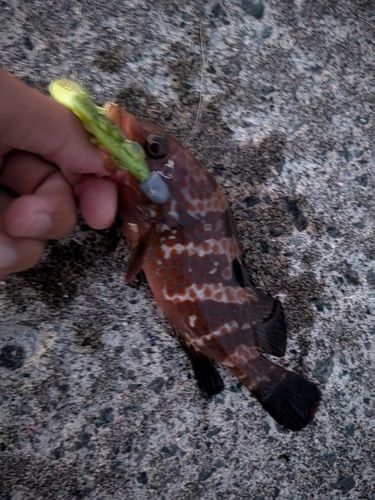 キジハタの釣果