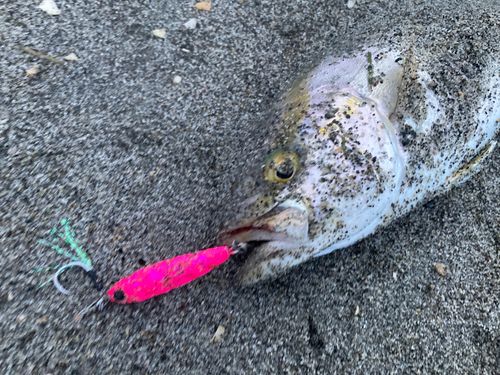 ショゴの釣果