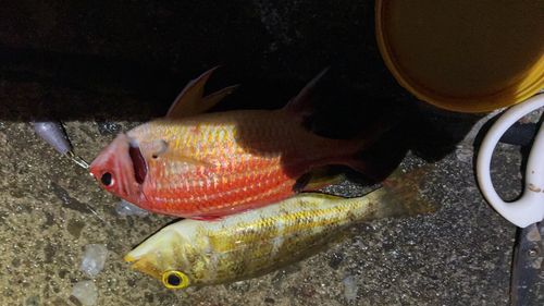 釣果