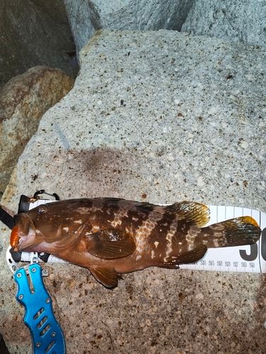 キジハタの釣果