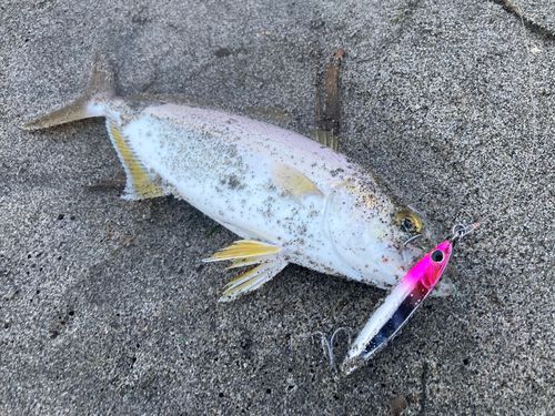 ショゴの釣果