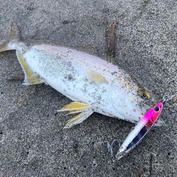 ショゴ