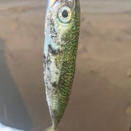 サバ