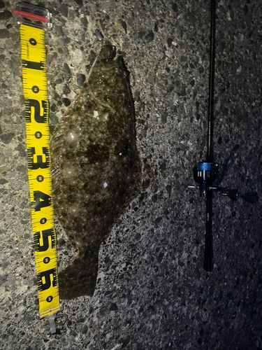 ヒラメの釣果