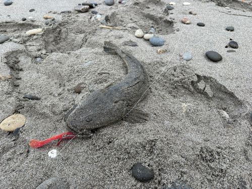マゴチの釣果