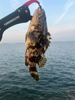 タケノコメバルの釣果