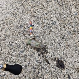 アオリイカ
