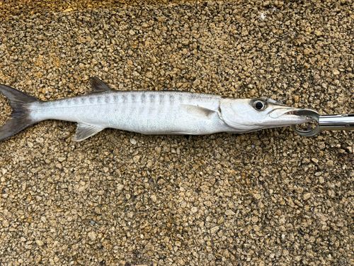 オニカマスの釣果
