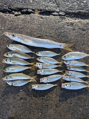 ヤマトカマスの釣果