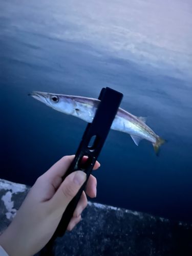 カマスの釣果