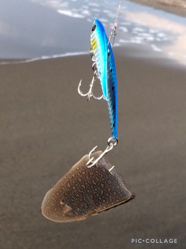 シタビラメの釣果