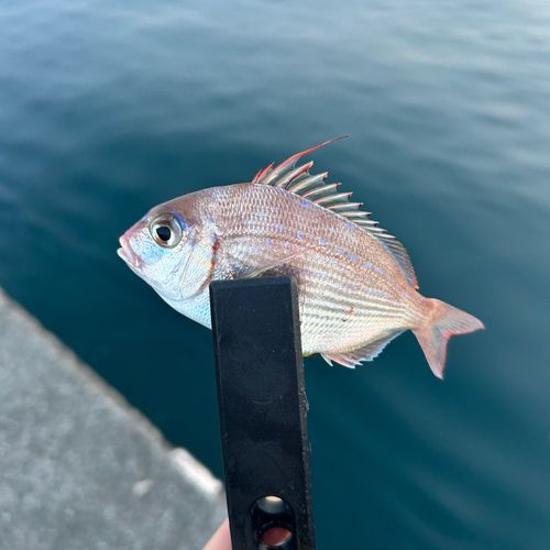チダイの釣果