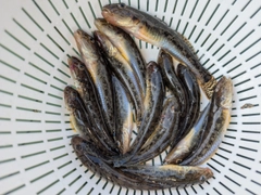 マハゼの釣果