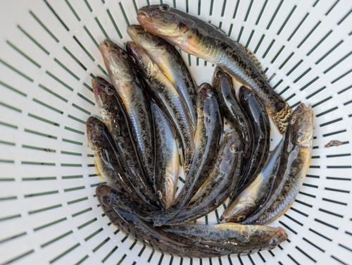 マハゼの釣果
