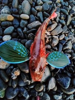 ホウボウの釣果