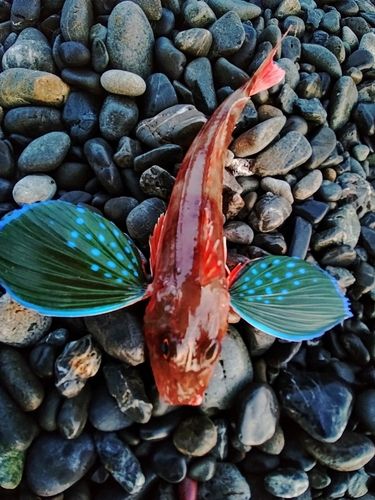 ホウボウの釣果