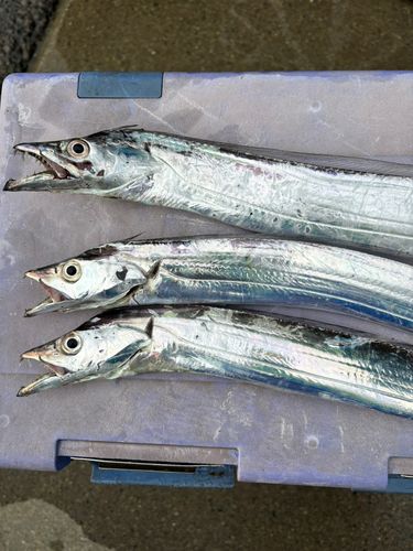 タチウオの釣果