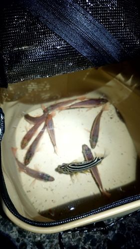 ネンブツダイの釣果