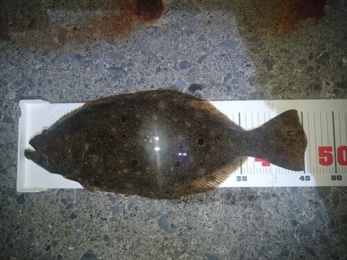 ヒラメの釣果