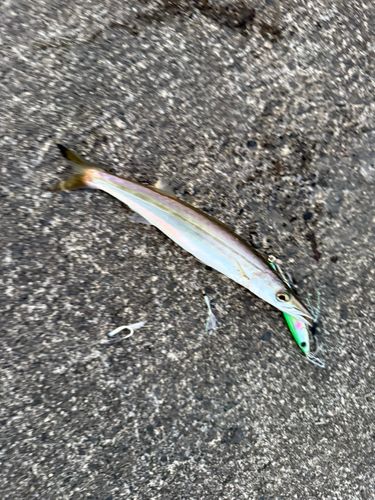 カマスの釣果
