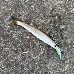 カマス